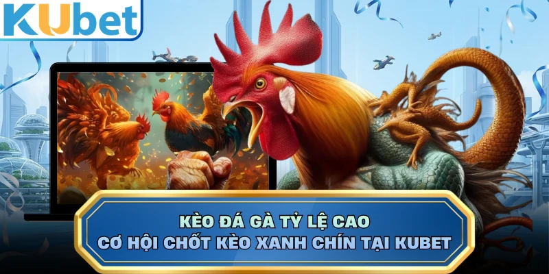 Kèo Đá Gà Tỷ Lệ Cao - Cơ Hội Chốt Kèo Xanh Chín Tại KUBET